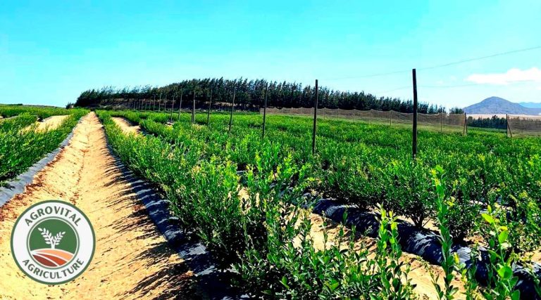 AgroVital da un paso más hacia la excelencia